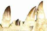 Fossil Mosasaur (Thalassotitan) Jaw Section with Teeth - Morocco #368247-9